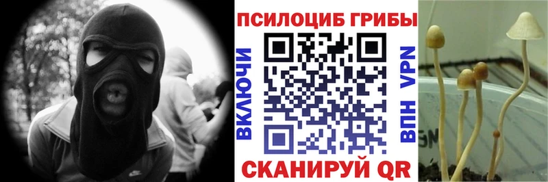 где купить наркотик  Тверь  Галлюциногенные грибы Cubensis 